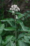 Joe Pye weed